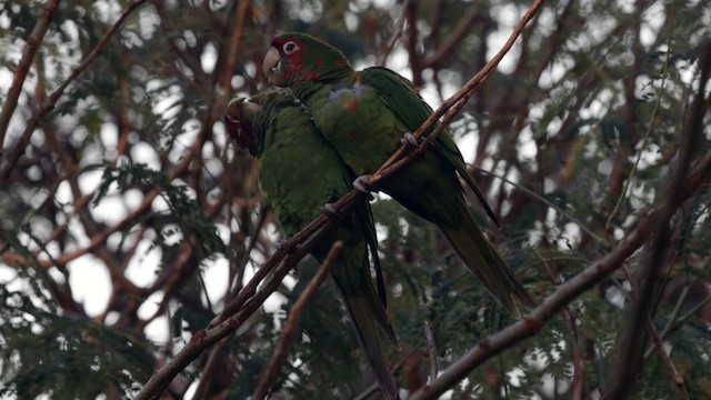 Mitred Parakeet - ML641407833