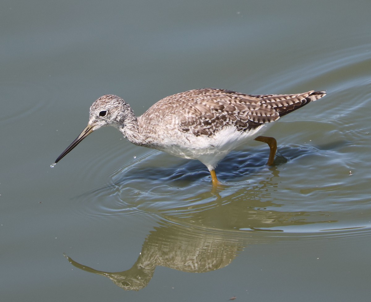 Greater Yellowlegs - ML641407834