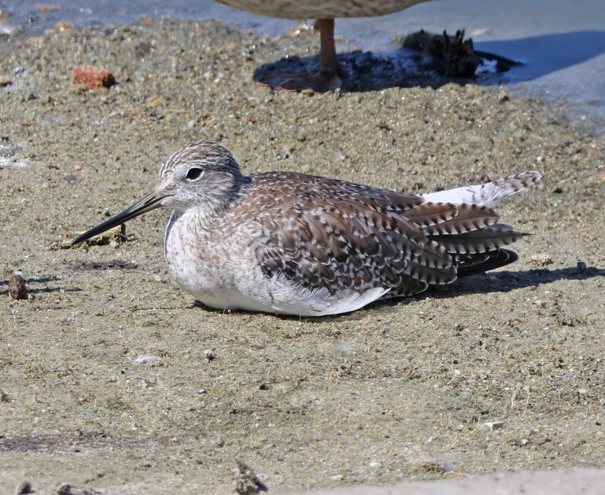 Greater Yellowlegs - ML641407835