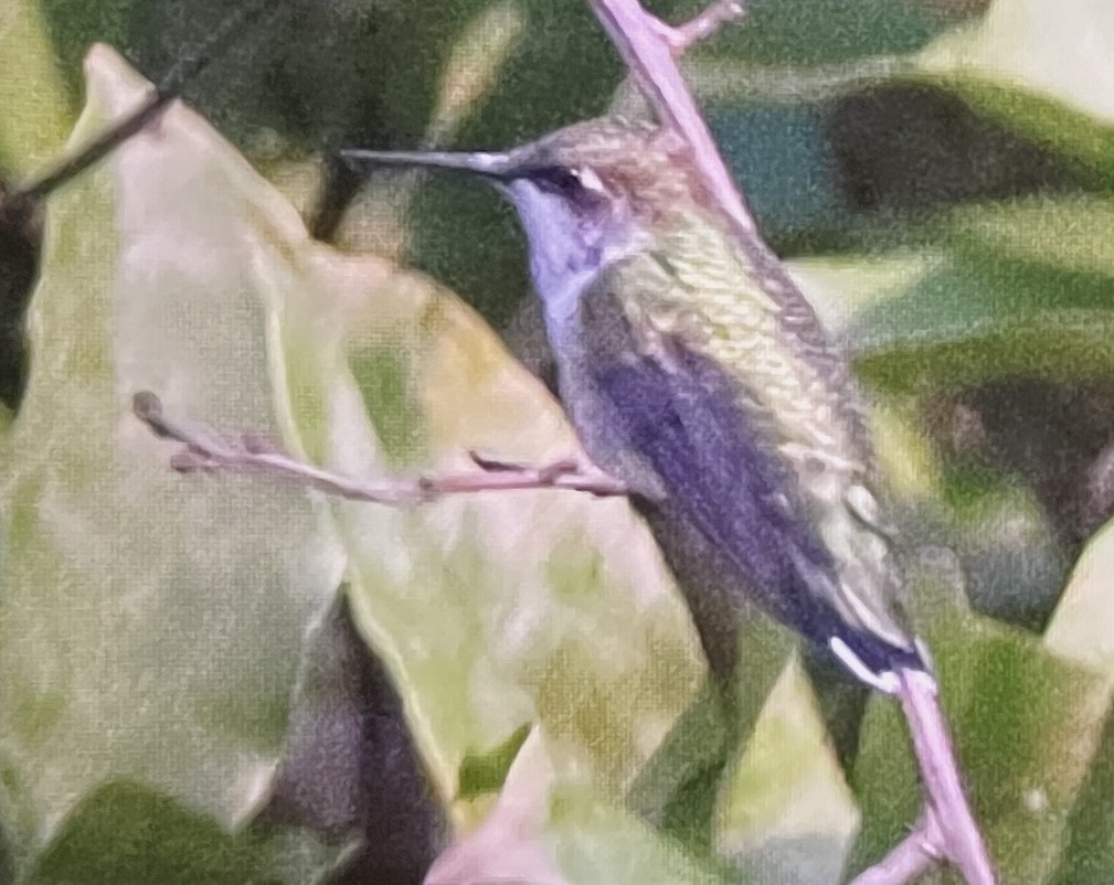 Ruby-throated Hummingbird - ML641407841