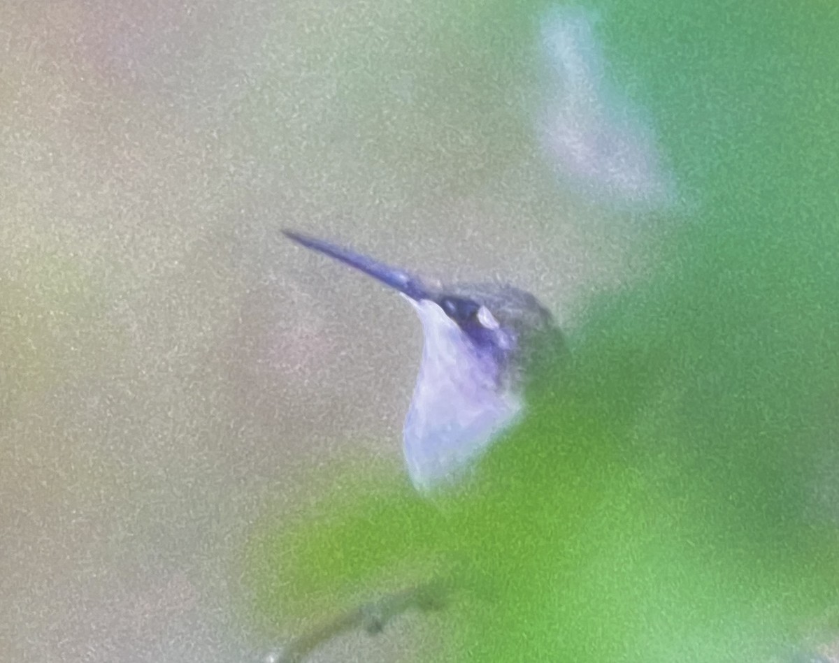 Ruby-throated Hummingbird - ML641407842