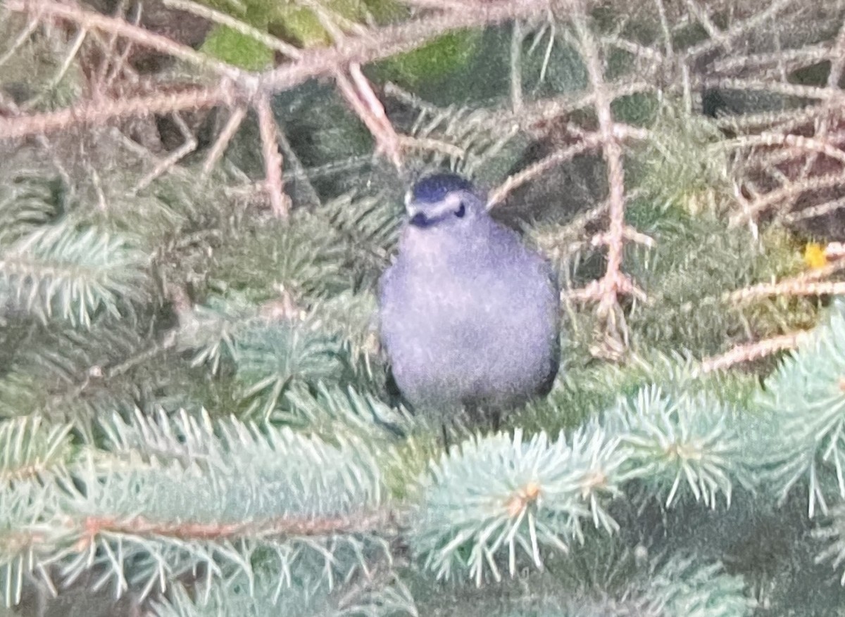 Gray Catbird - ML641407882