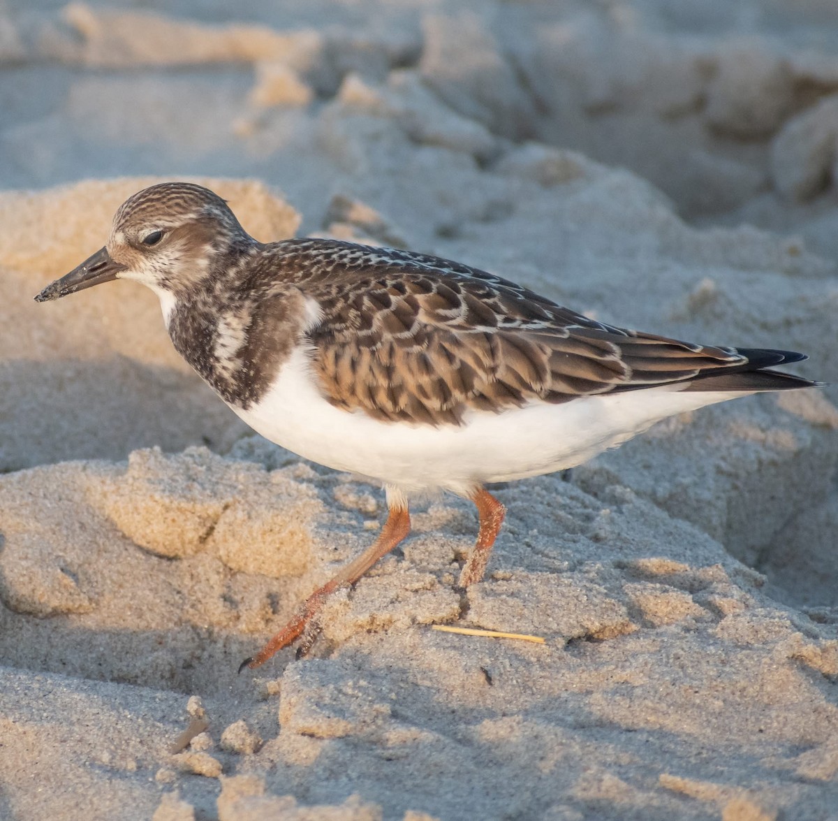 Ruddy Turnstone - ML641407906