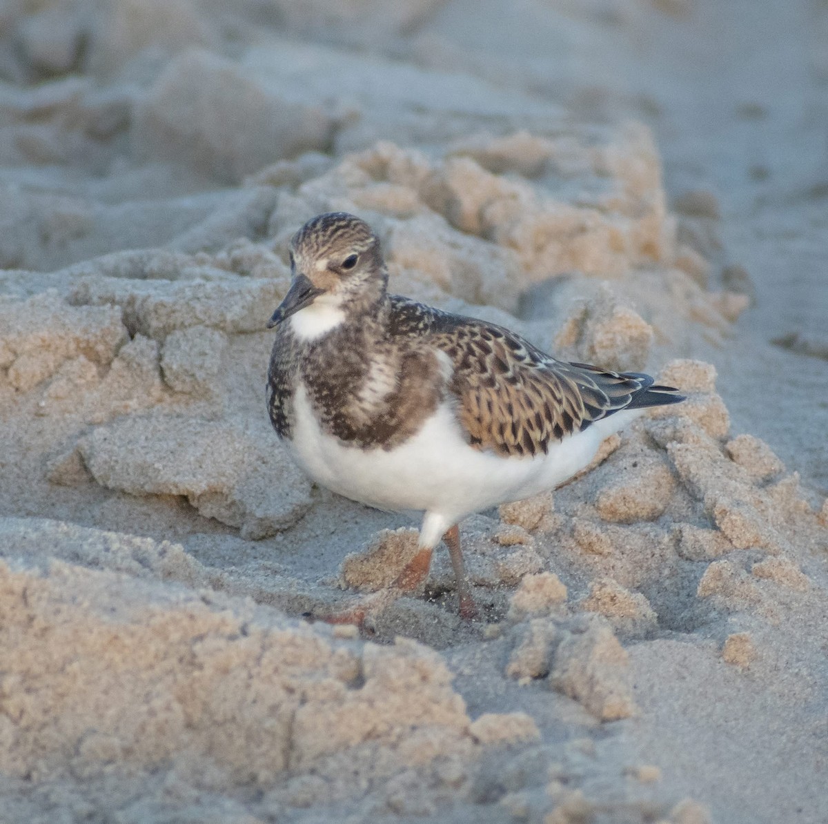 Ruddy Turnstone - ML641407907