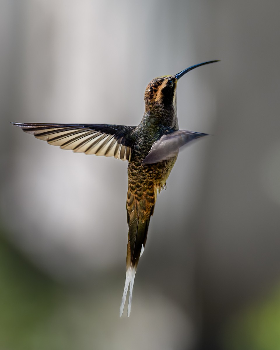 Scale-throated Hermit - ML641407909