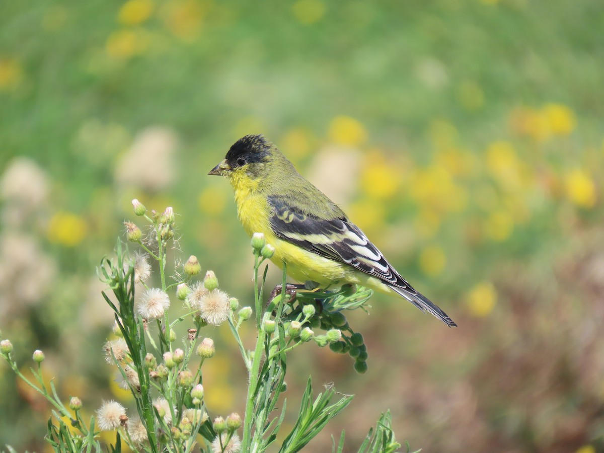 Lesser Goldfinch - ML641407910