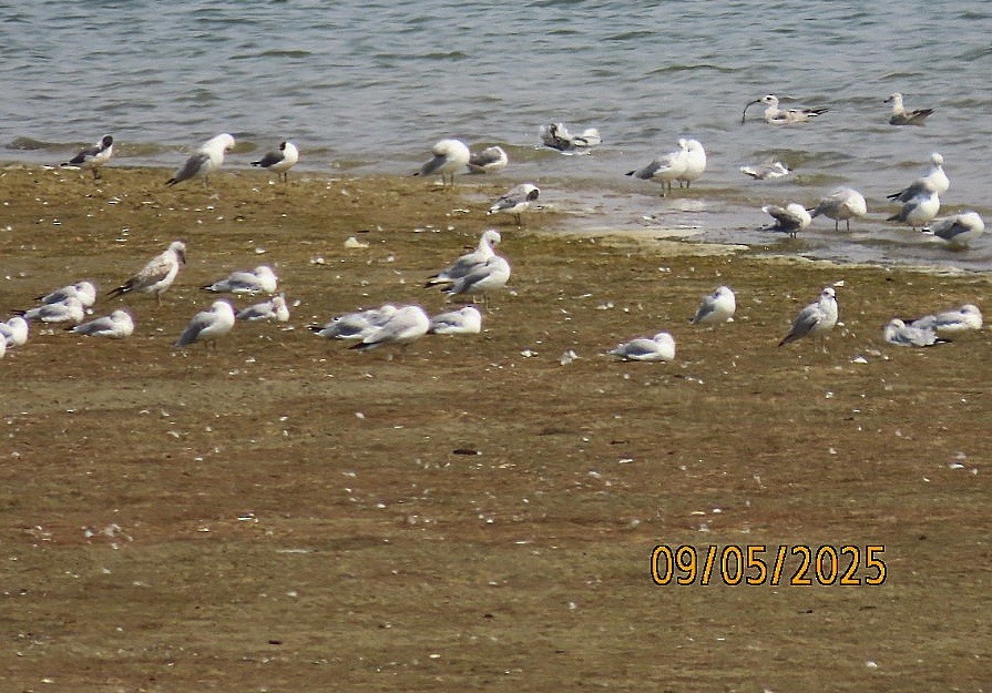 Mouette de Franklin - ML641407913