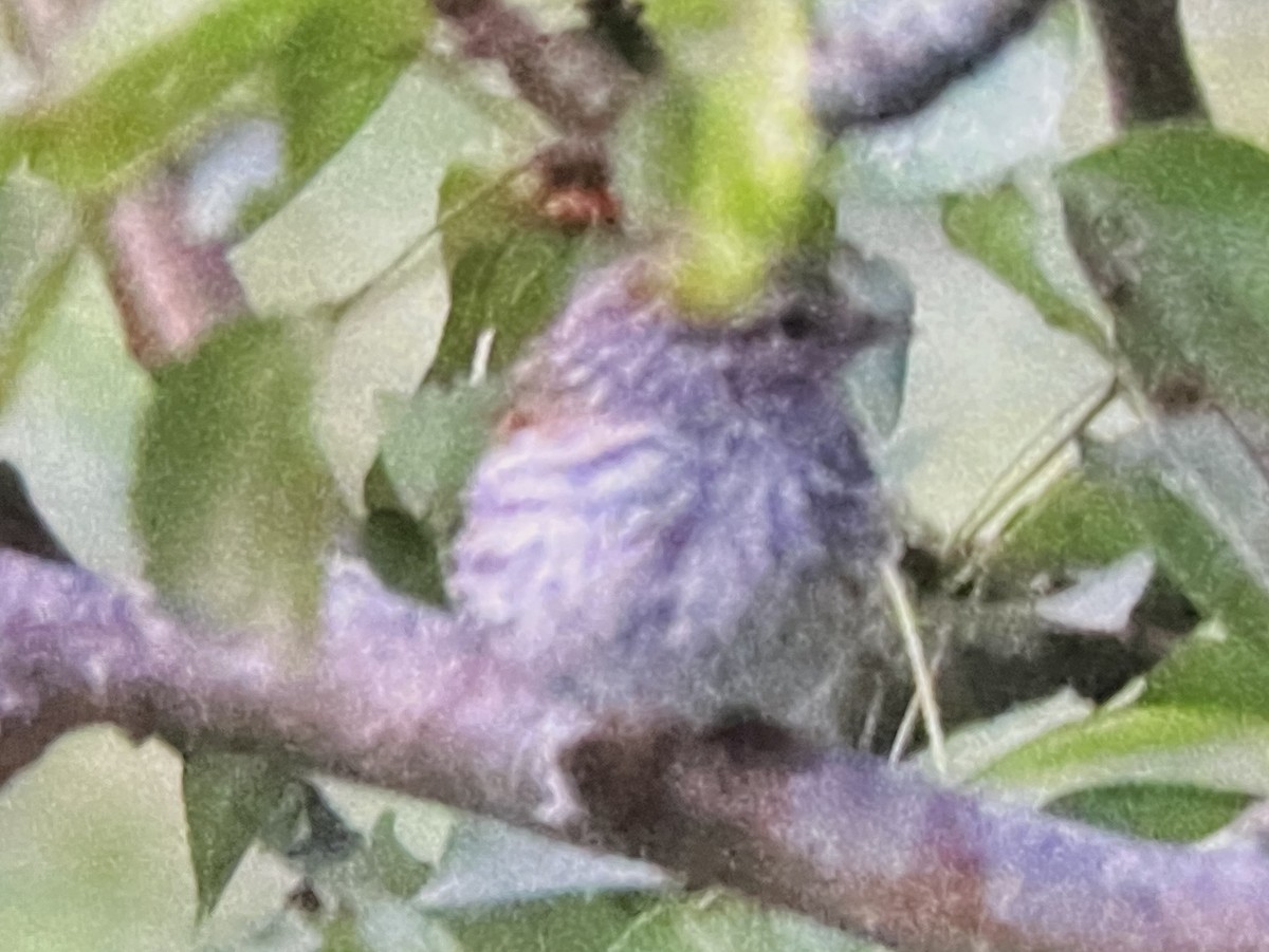 Chipping Sparrow - ML641407920