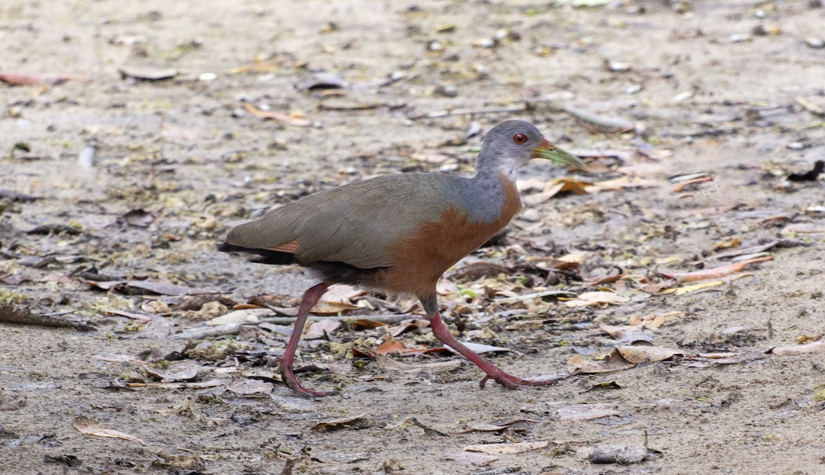 Little Wood-Rail - ML641407944