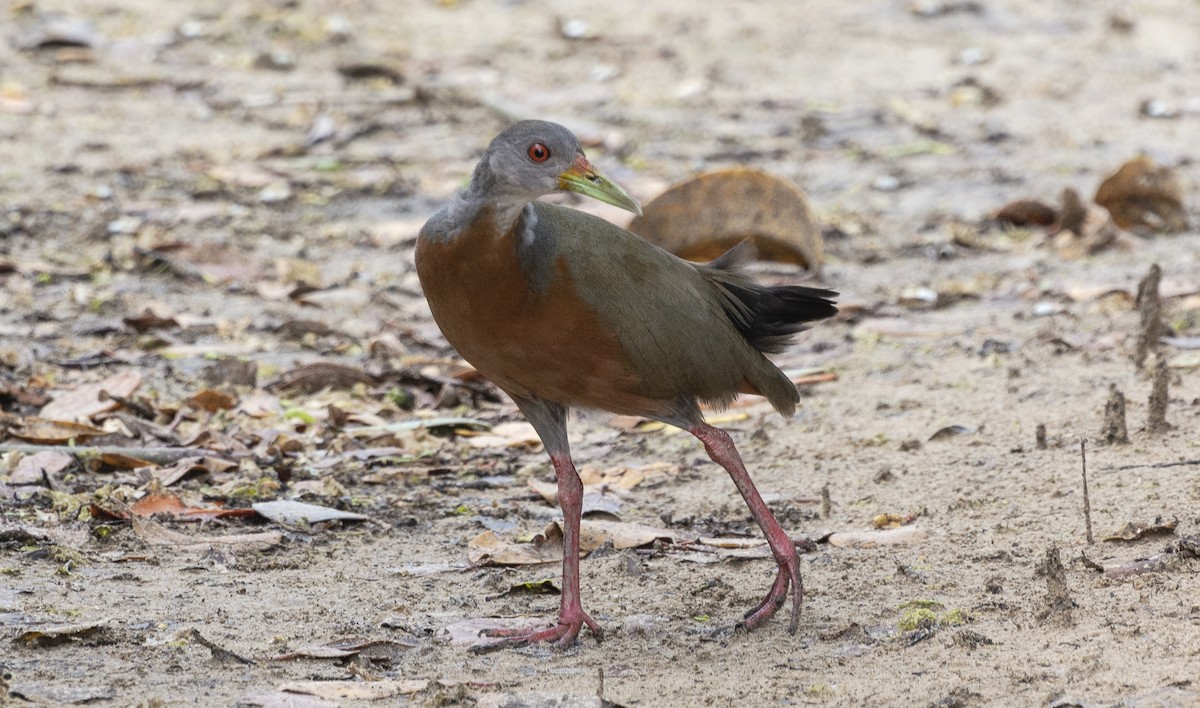 Little Wood-Rail - ML641407945