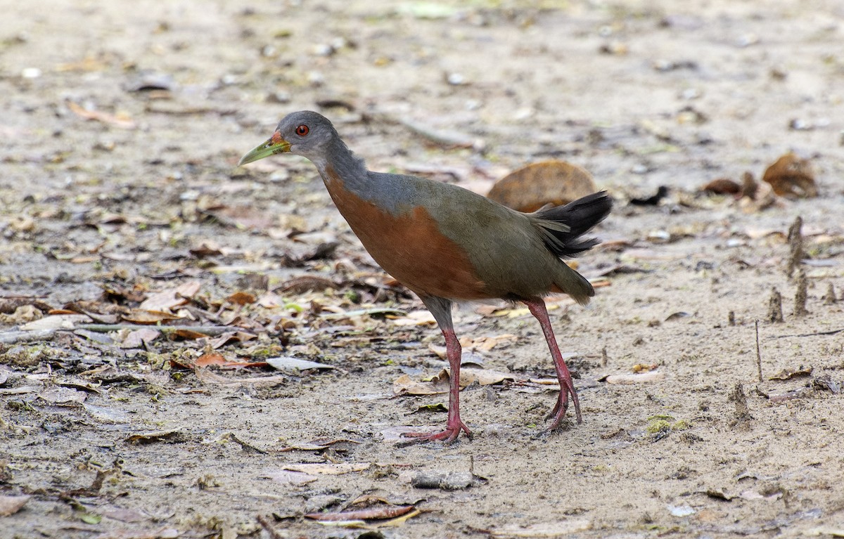 Little Wood-Rail - ML641407946