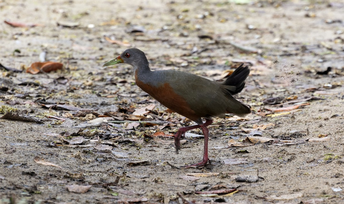 Little Wood-Rail - ML641407948