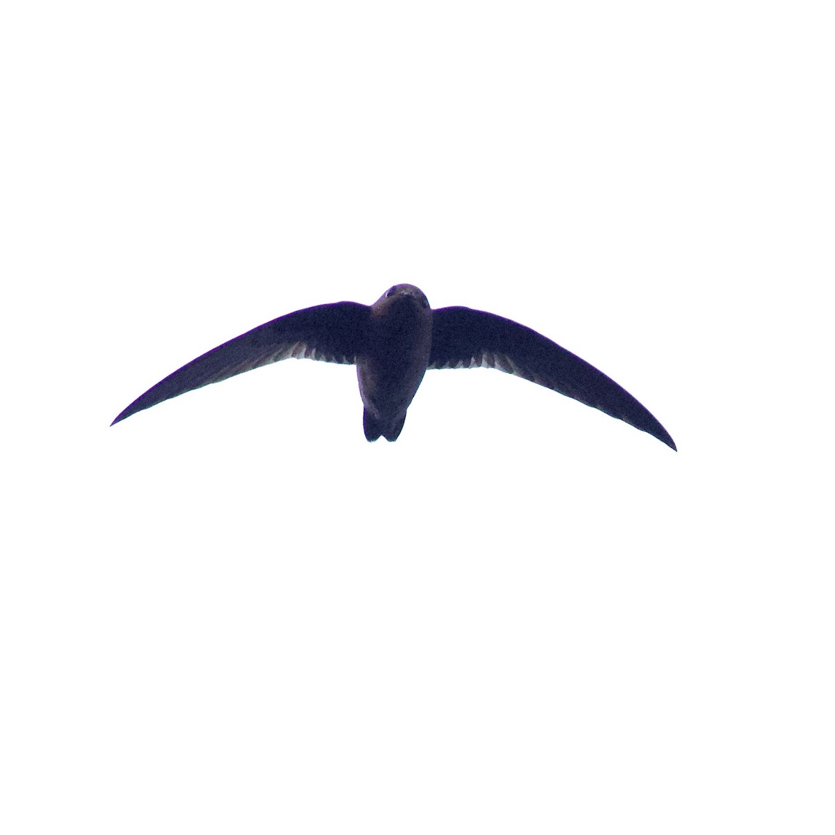 rorýs černý - ML641407949