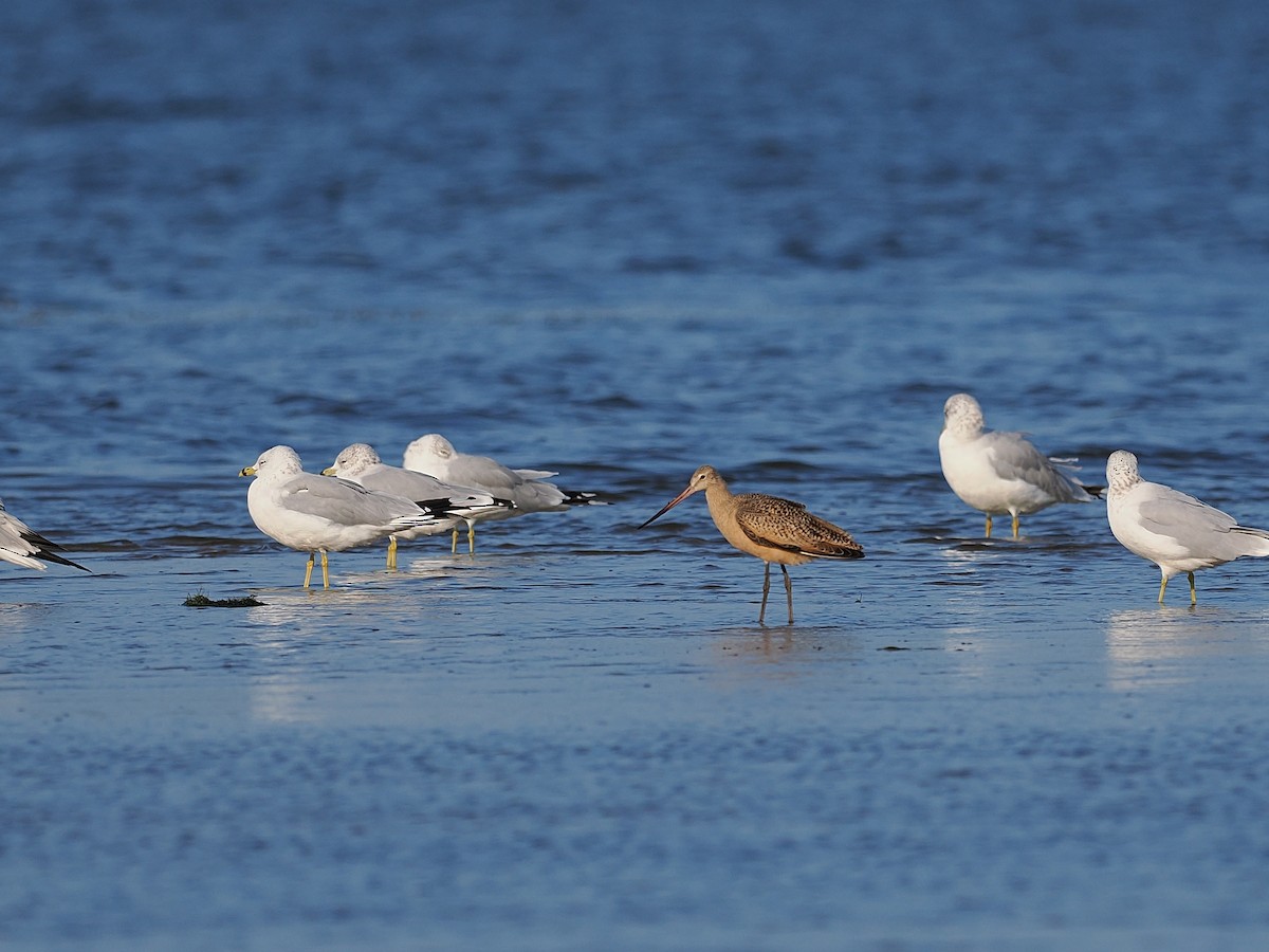 Marbled Godwit - ML641407955