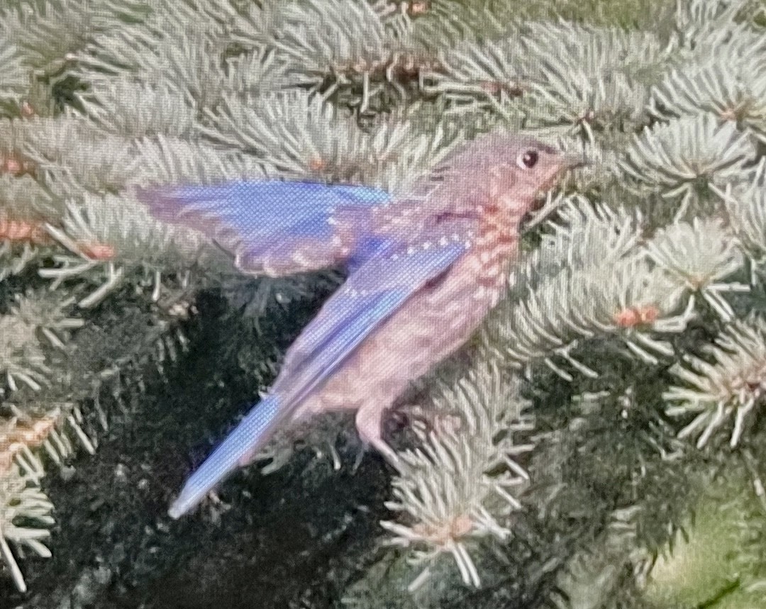 Eastern Bluebird - ML641408015