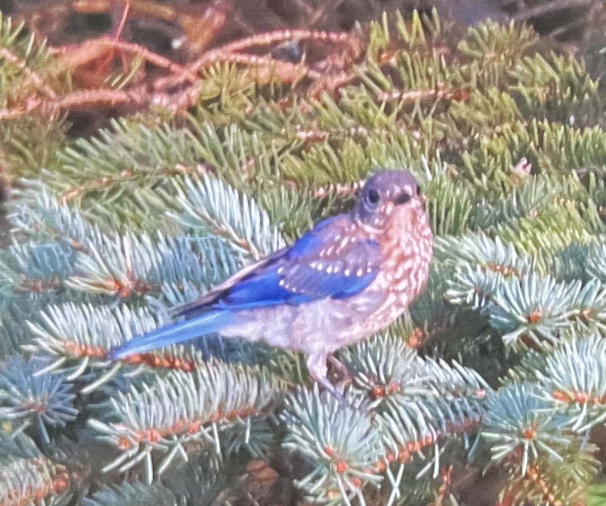 Eastern Bluebird - ML641408016