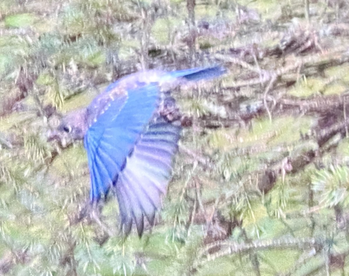 Eastern Bluebird - ML641408017