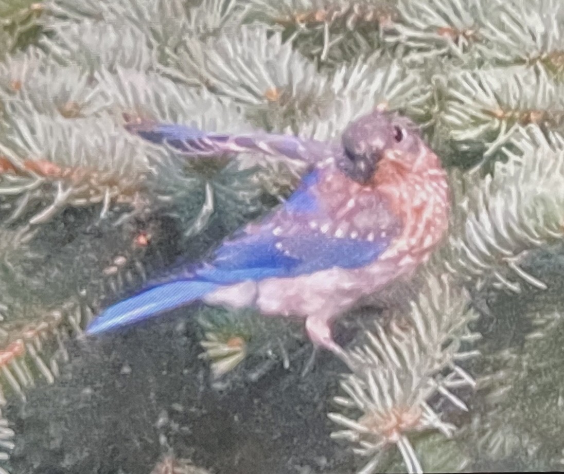 Eastern Bluebird - ML641408018