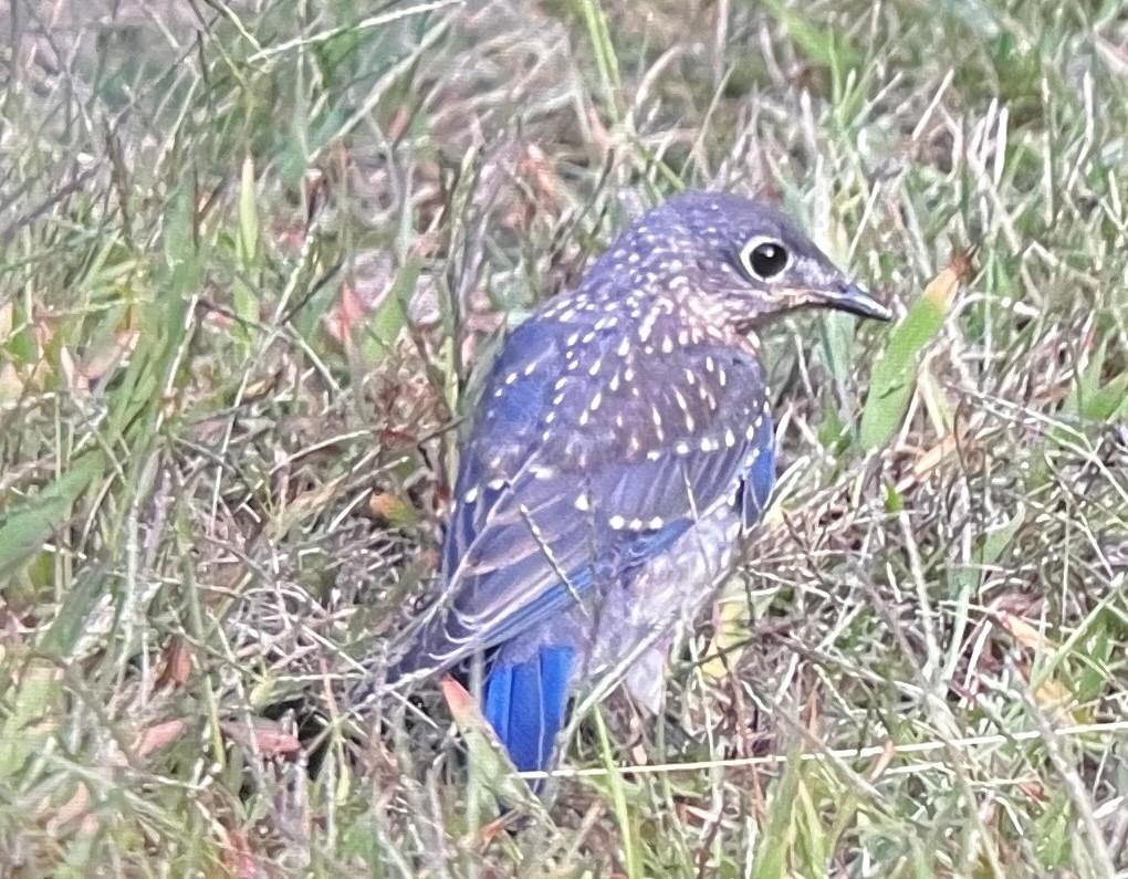 Eastern Bluebird - ML641408019