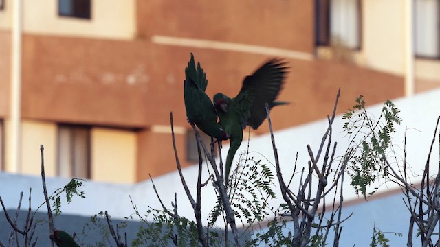 Mitred Parakeet - ML641408020
