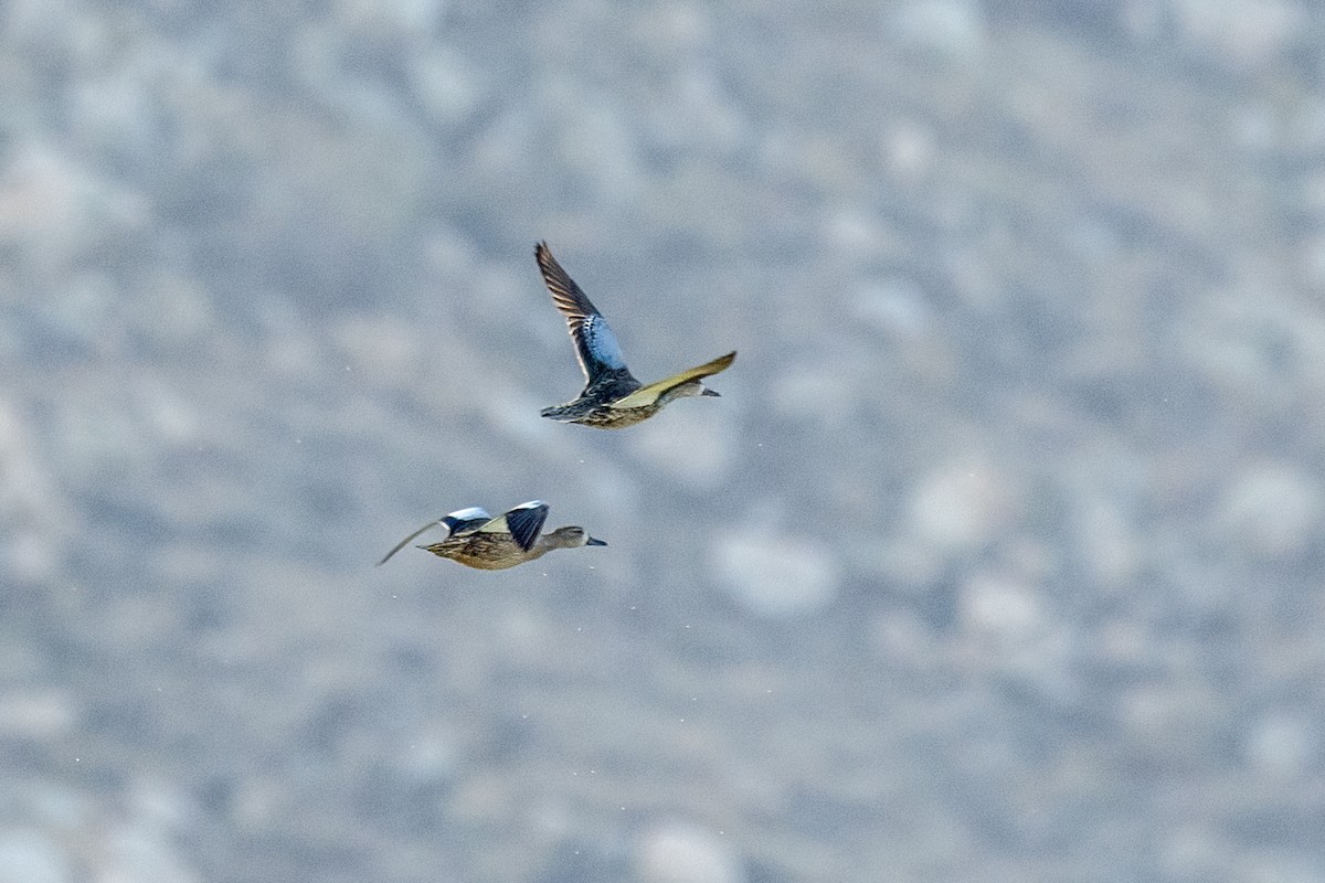 Blue-winged Teal - ML641408031