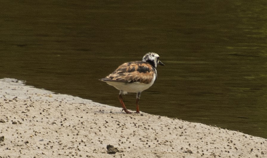 Ruddy Turnstone - ML641408033