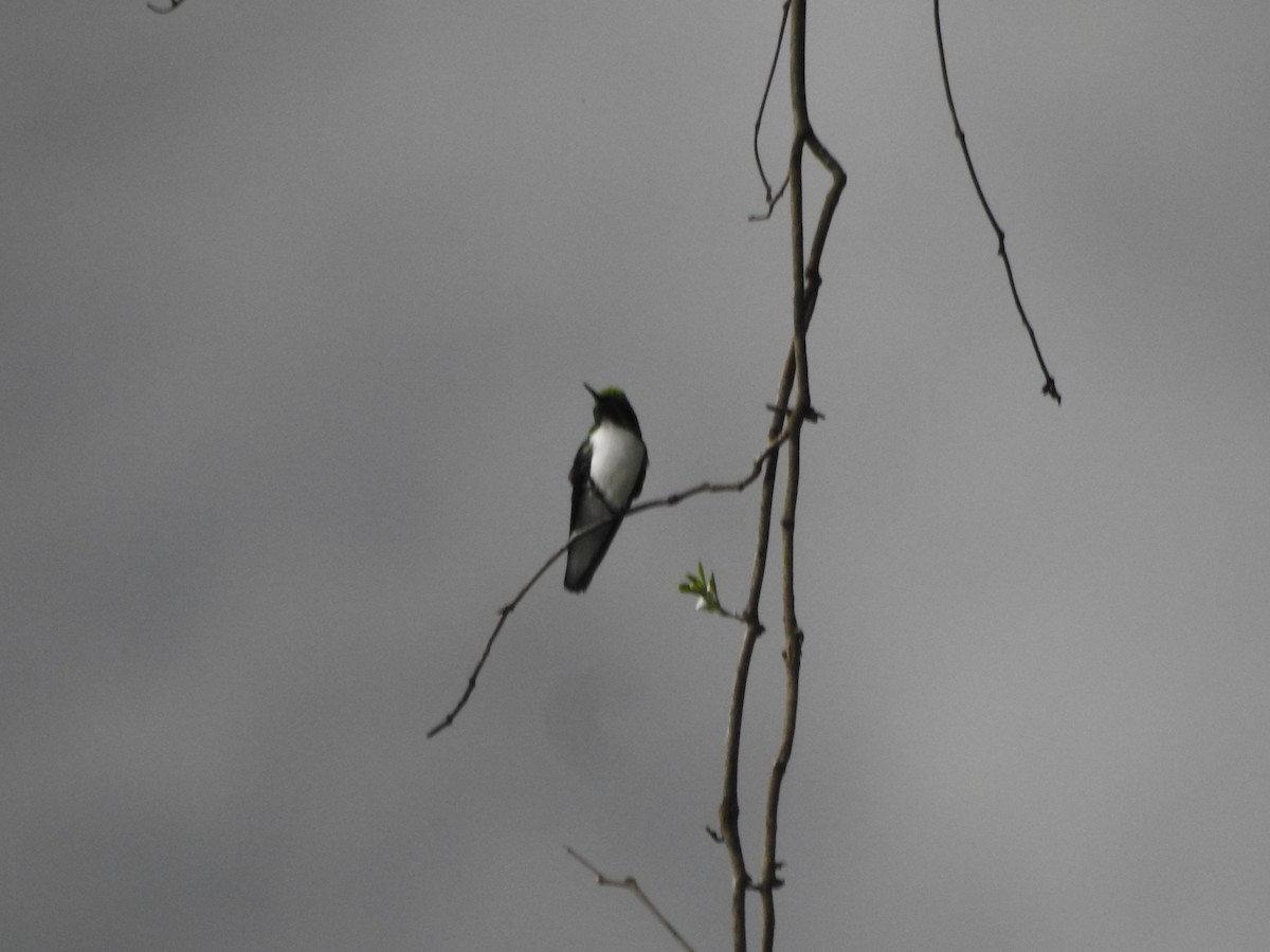 Black-eared Fairy - ML641408035