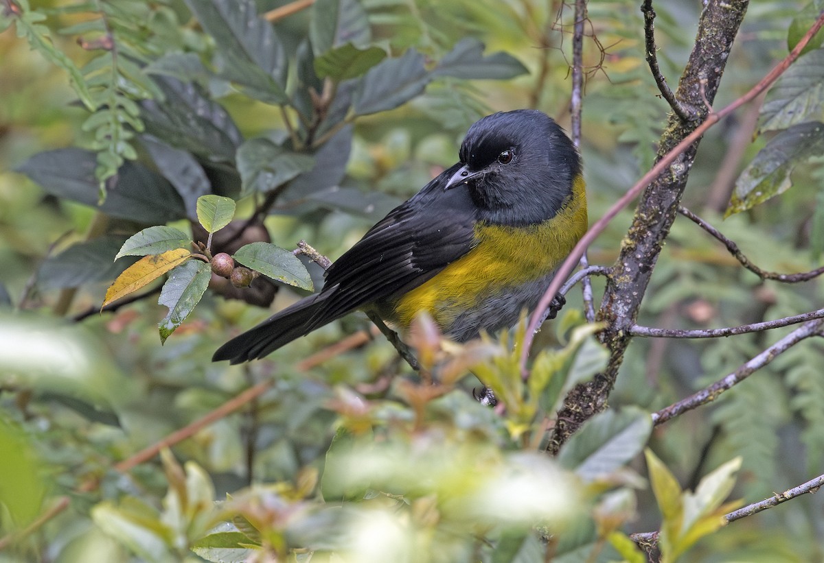 Capulinero Negrigualdo - ML641408036