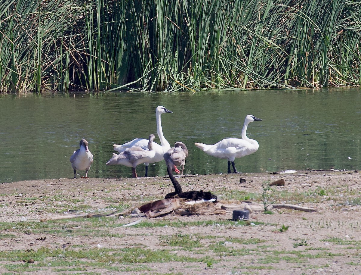 Trumpeter Swan - ML641408037