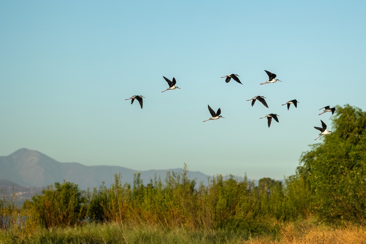 Black-necked Stilt - ML641408043