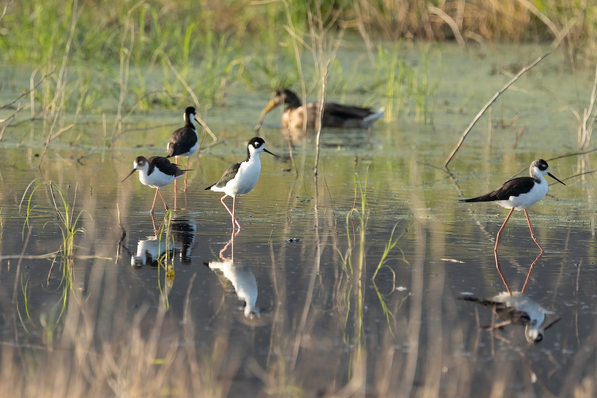 Black-necked Stilt - ML641408044