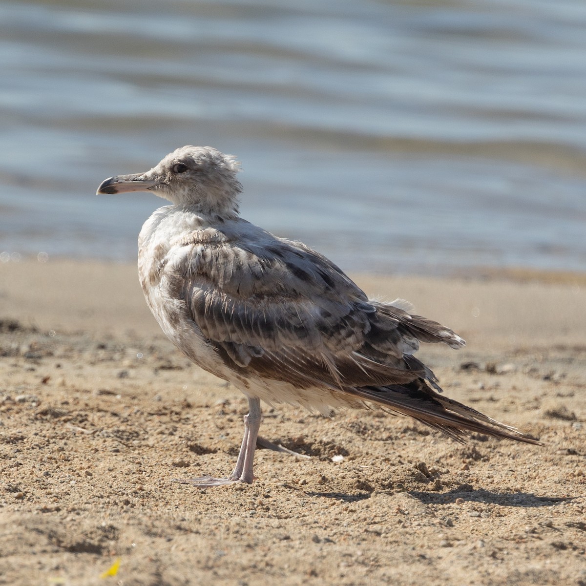 California Gull - ML641408073