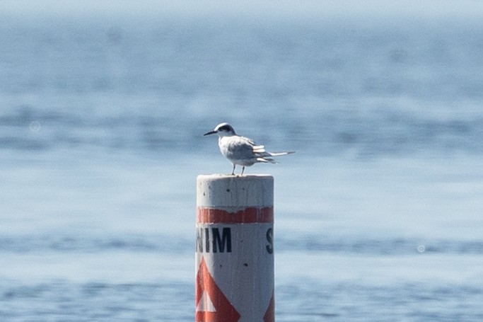 Forster's Tern - ML641408092