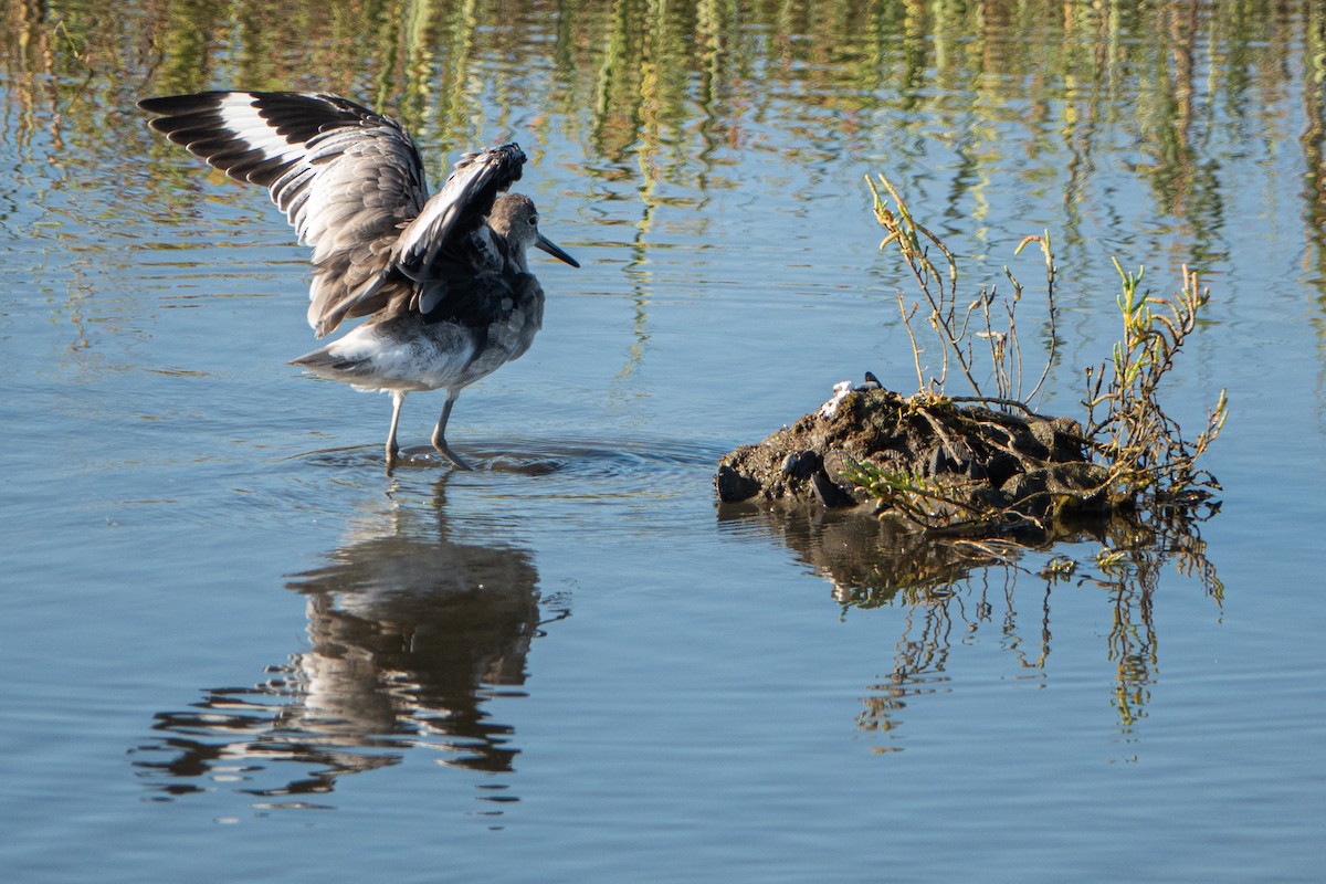 Willet - ML641408094