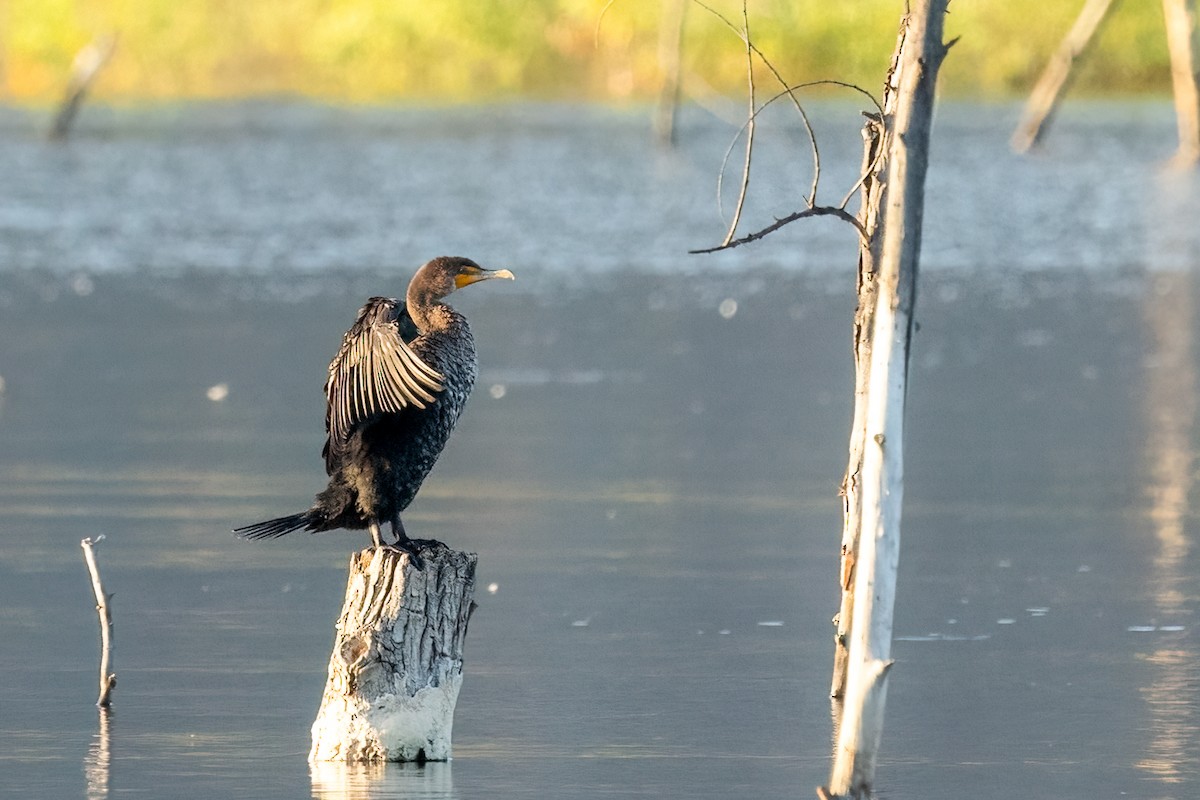 Double-crested Cormorant - ML641408102