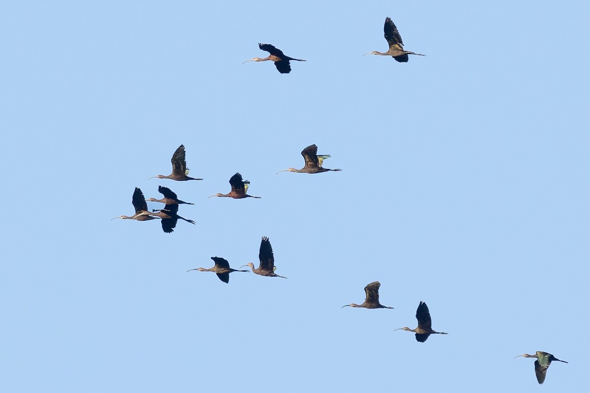 White-faced Ibis - ML641408111