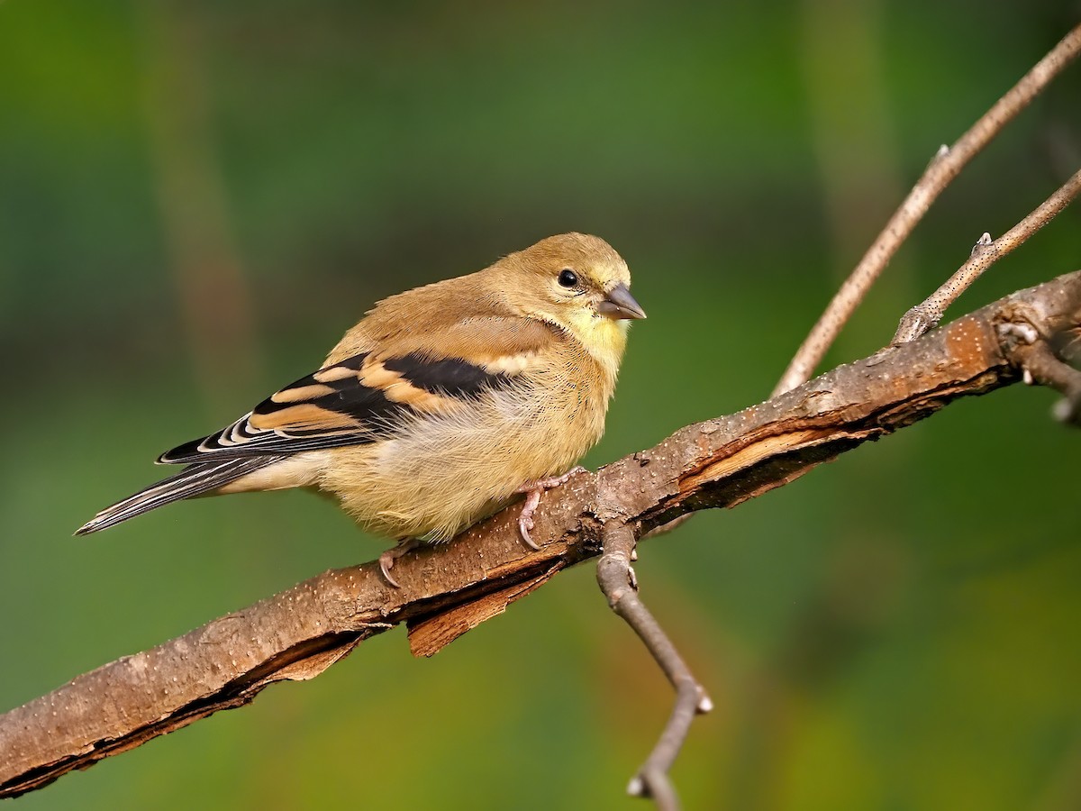 American Goldfinch - ML641408116