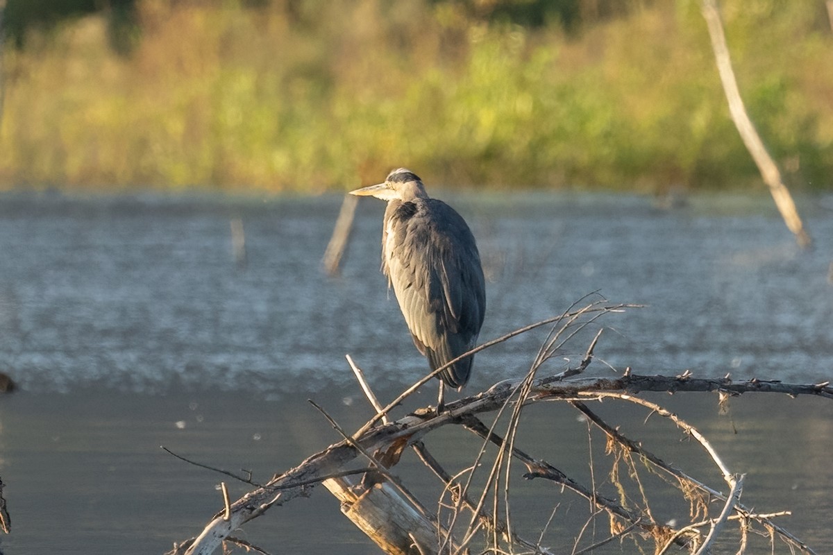 Great Blue Heron - ML641408123