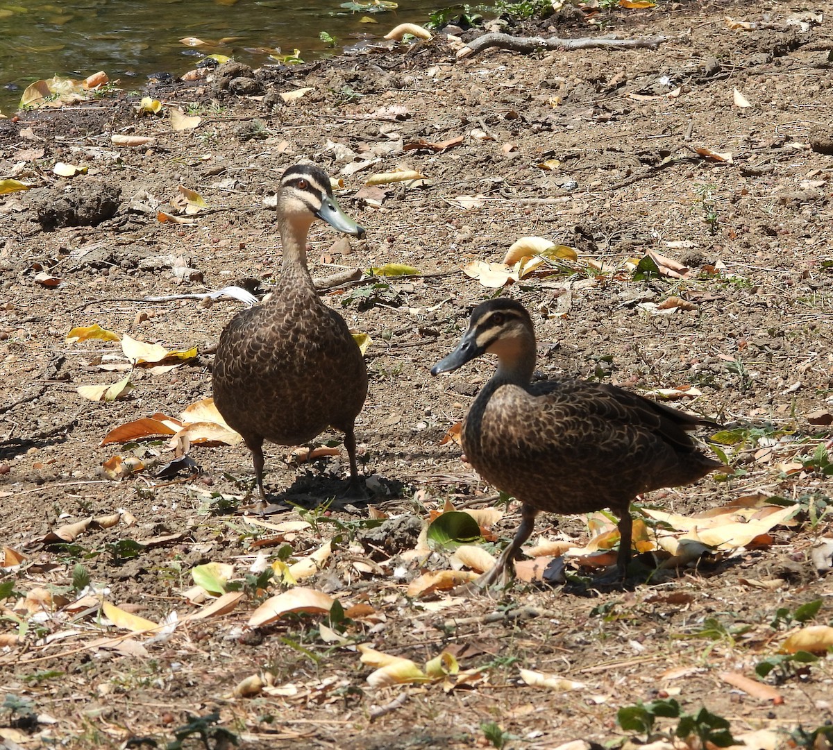 Pacific Black Duck - ML641408124