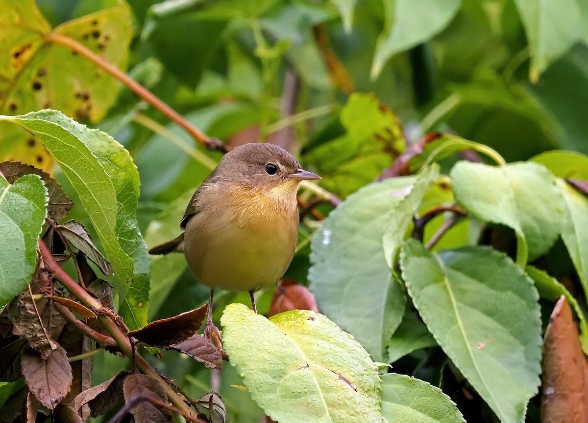 Common Yellowthroat - ML641408127