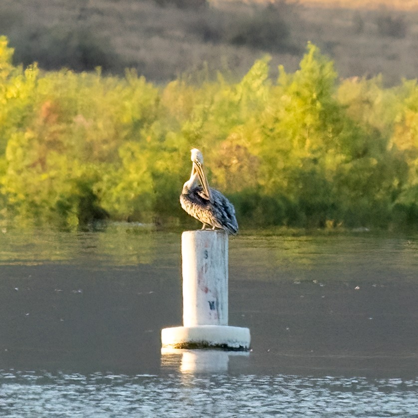 Brown Pelican - ML641408136