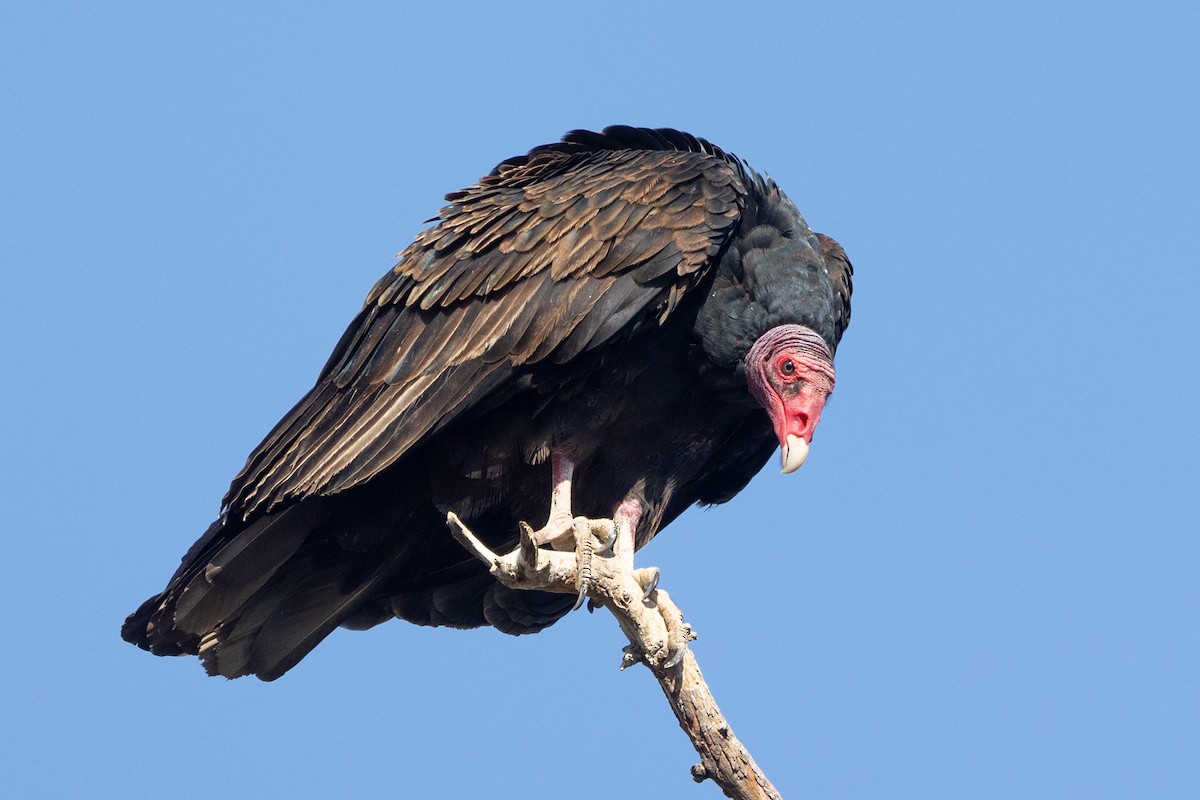 Turkey Vulture - ML641408144