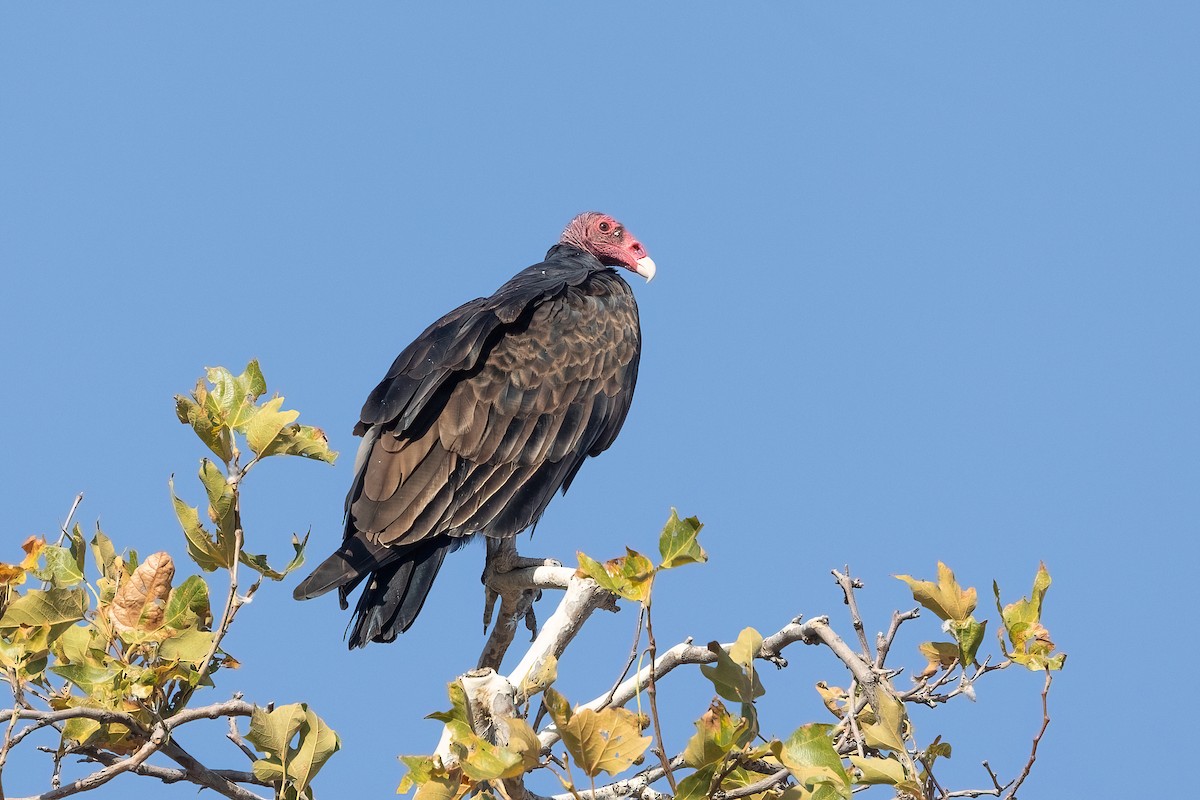 Turkey Vulture - ML641408145