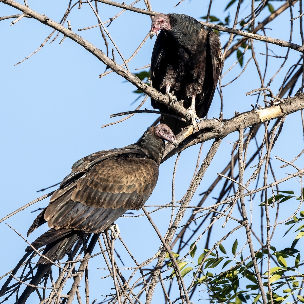Turkey Vulture - ML641408146