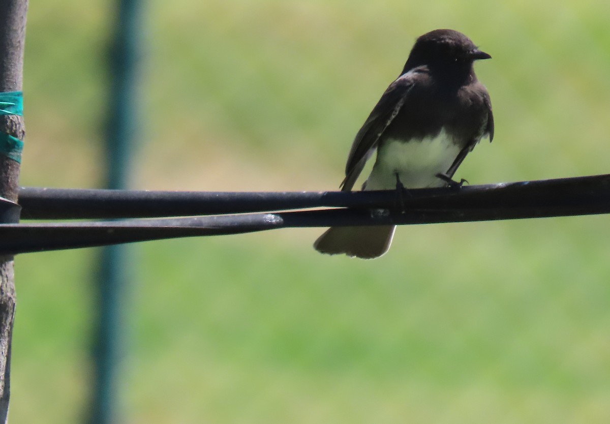 Black Phoebe - ML641408149