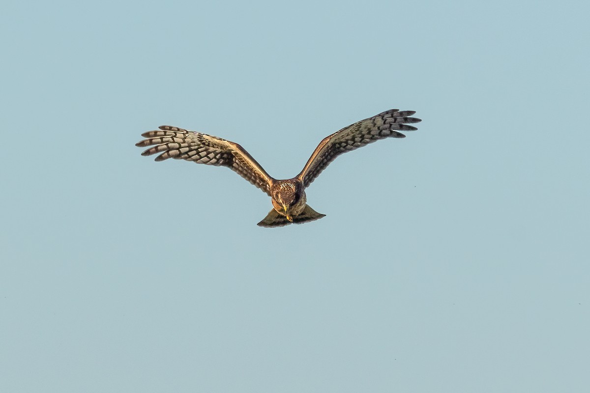 Northern Harrier - ML641408167