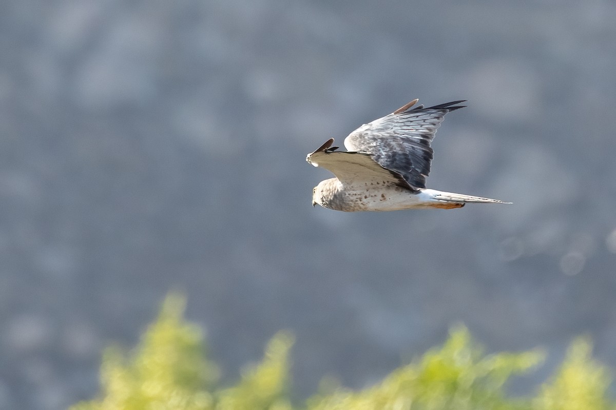Northern Harrier - ML641408169