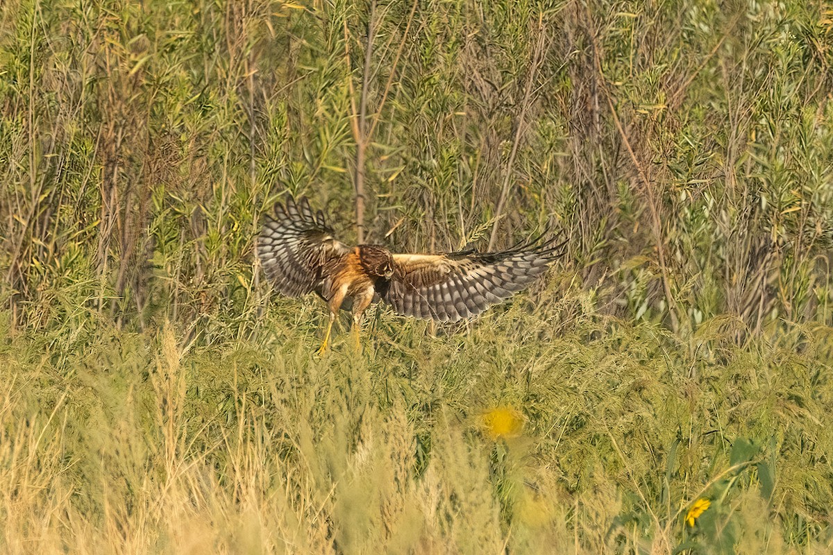 Northern Harrier - ML641408170