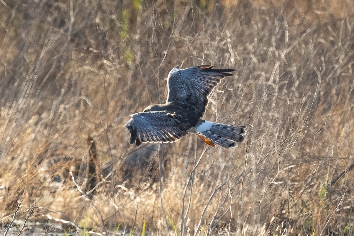 Northern Harrier - ML641408171