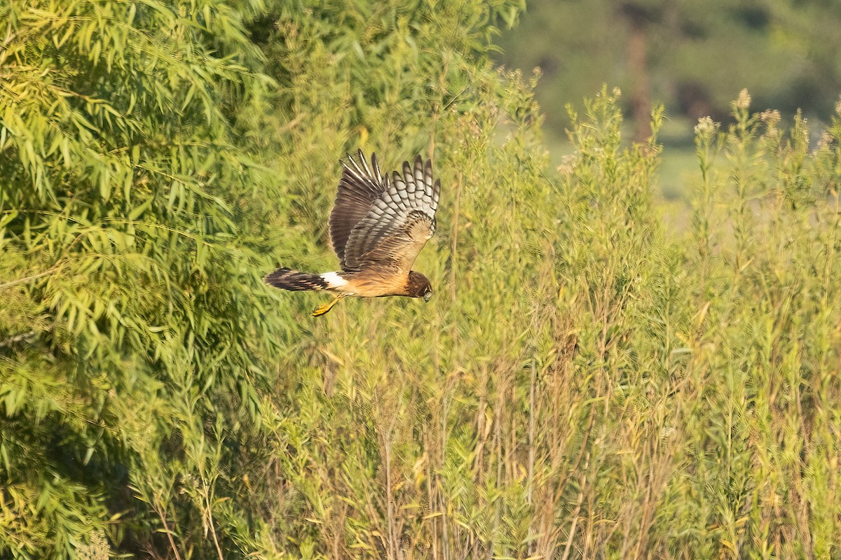 Northern Harrier - ML641408172